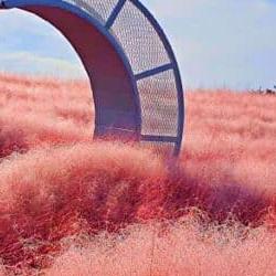 고창청농원 핑크뮬리, 이 꽃밭의 비밀은 왜 사람들의 마음을 사로잡을까
