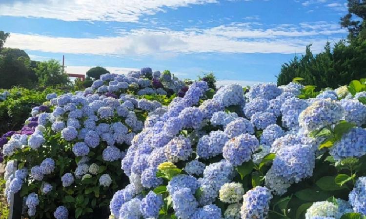 제주도 수국 시기, 6월에만 볼 수 있는 비밀 풍경! 올해 놓치면 후회할 명소 총정리