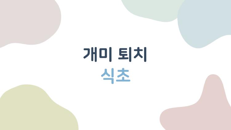 개미 퇴치 식초