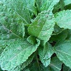 곰보배추 효능 간, 피로 날리는 1개월 실험기 대공개