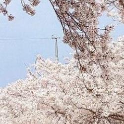 벚꽃 캠핑장 타프존 어디가 진짜? 2026 핫플직찍 후기 폭발