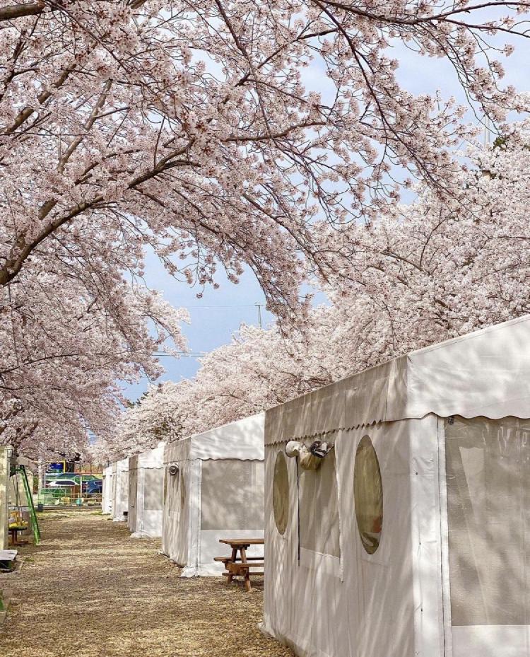 벚꽃 캠핑장 타프존 어디가 진짜? 2026 핫플직찍 후기 폭발