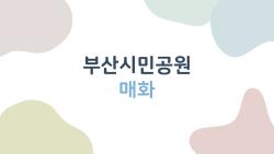 부산시민공원 매화, 2월 말에 가야 하는 진짜 이유