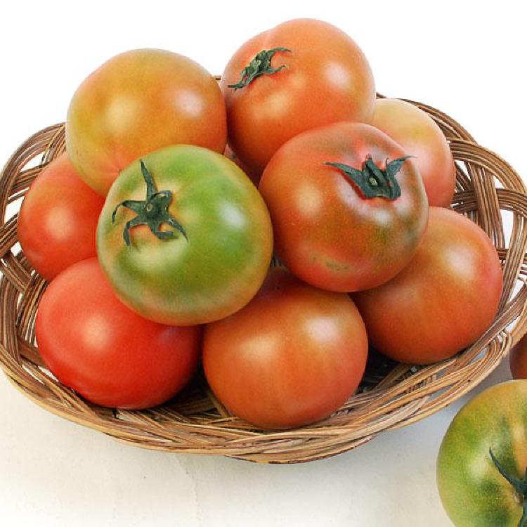 대저토마토 차이, 일반 토마토랑 비교하니 충격