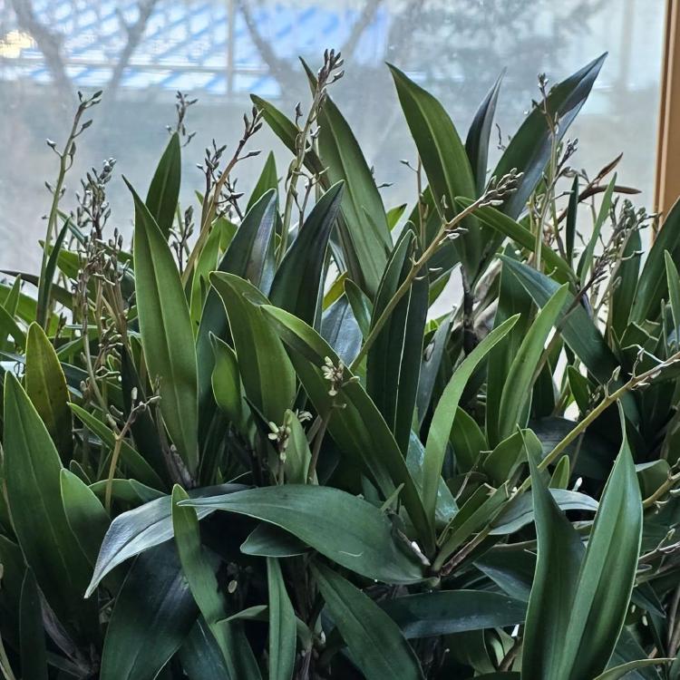 긴기아난 꽃대 자르는 방법, 꽃 지고 바로 해버리면 대참사?