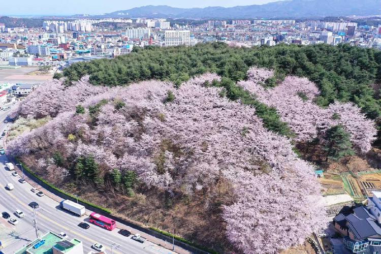강릉 벚꽃