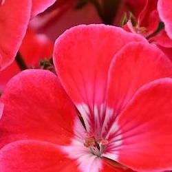 제라늄 키우기 온도, 겨울 5도서 잎 타는 이유