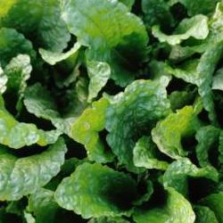 곰보배추 효능 섭취방법, 기침 싹 가시는 비밀 무침 레시피 대공개