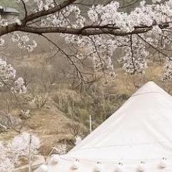 벚꽃 캠핑장 경남, 올해 예약 전 필독! 평일 가기 좋은 곳