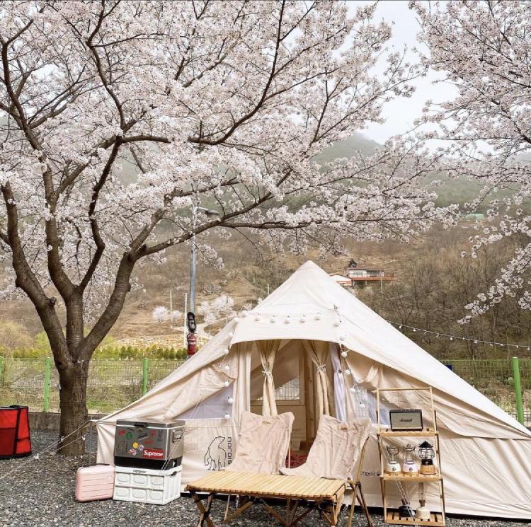 벚꽃 캠핑장 경남, 올해 예약 전 필독! 평일 가기 좋은 곳