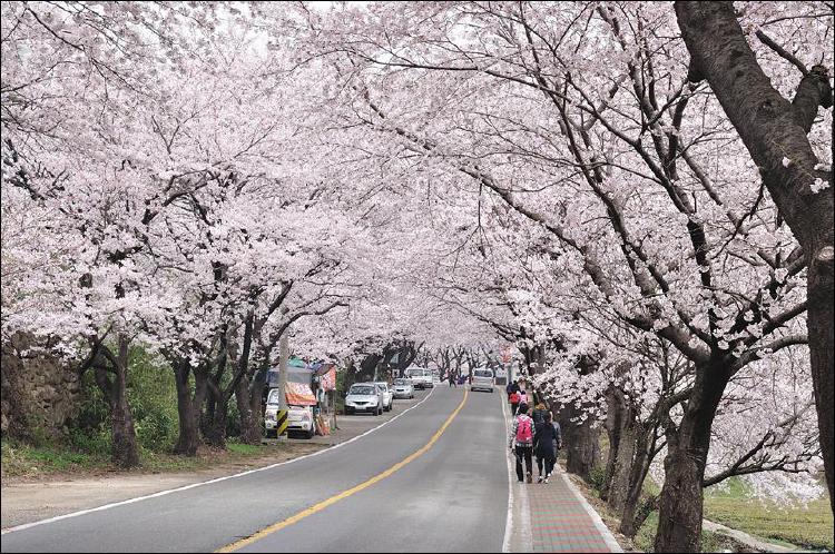 하동 벚꽃길, 2026 개화 언제 터질까 진짜 솔직 후기