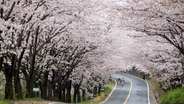 하동 벚꽃십리길
