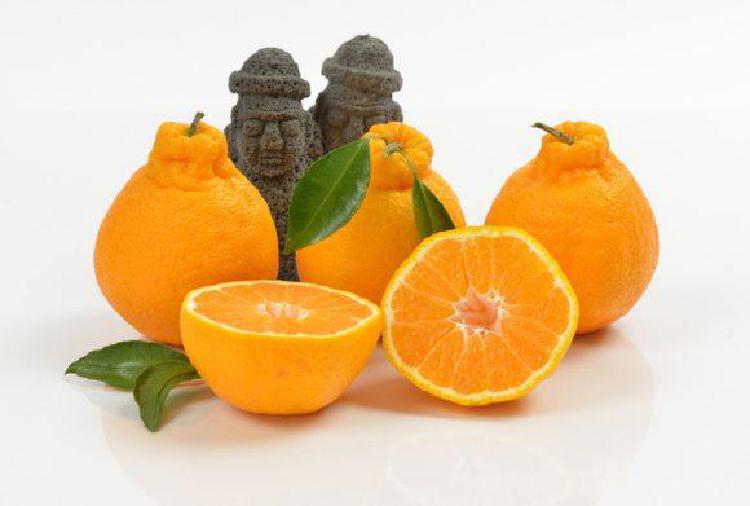 한라봉껍질효능, 버린 게 아까운 충격적인 이유!