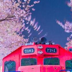 진해 벚꽃축제 기간 완벽 정리, 올해는 야경이 대박?