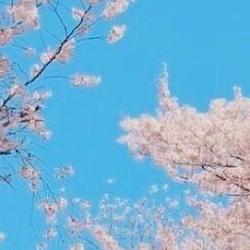 진해 벚꽃축제 가는방법, 주차 지옥 피하는 비밀 셔틀버스 대공개