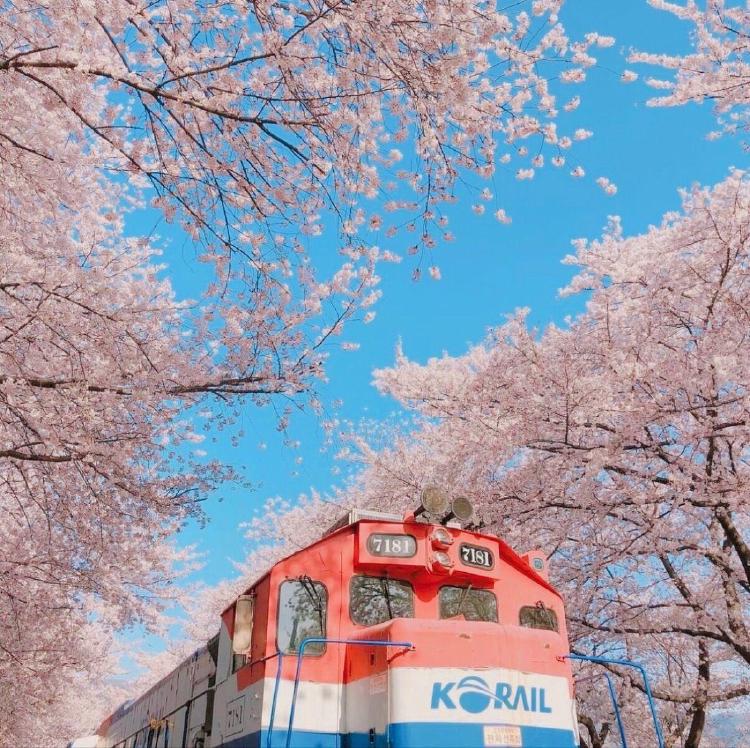 진해 벚꽃축제 가는방법, 주차 지옥 피하는 비밀 셔틀버스 대공개