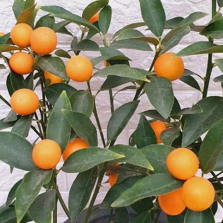 낑깡나무 가지치기, 잘못하면 망한다? 초보 실수 TOP3