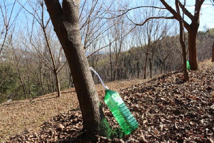 고로쇠 수액 효능 부작용, 당뇨 환자도 괜찮을까? 충격 진실