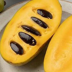 포포나무열매먹는법, 망고바나나 맛 폭발해요!