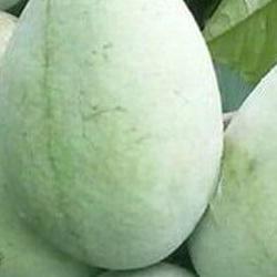 포포나무열매가격, 충격! kg당 5천원대 등장했어요