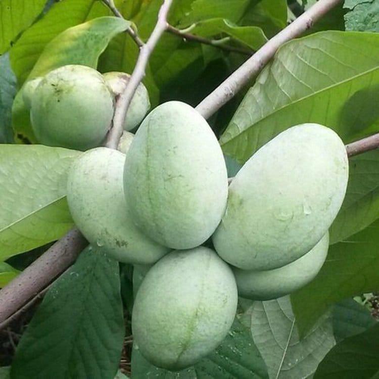 포포나무열매가격, 충격! kg당 5천원대 등장했어요