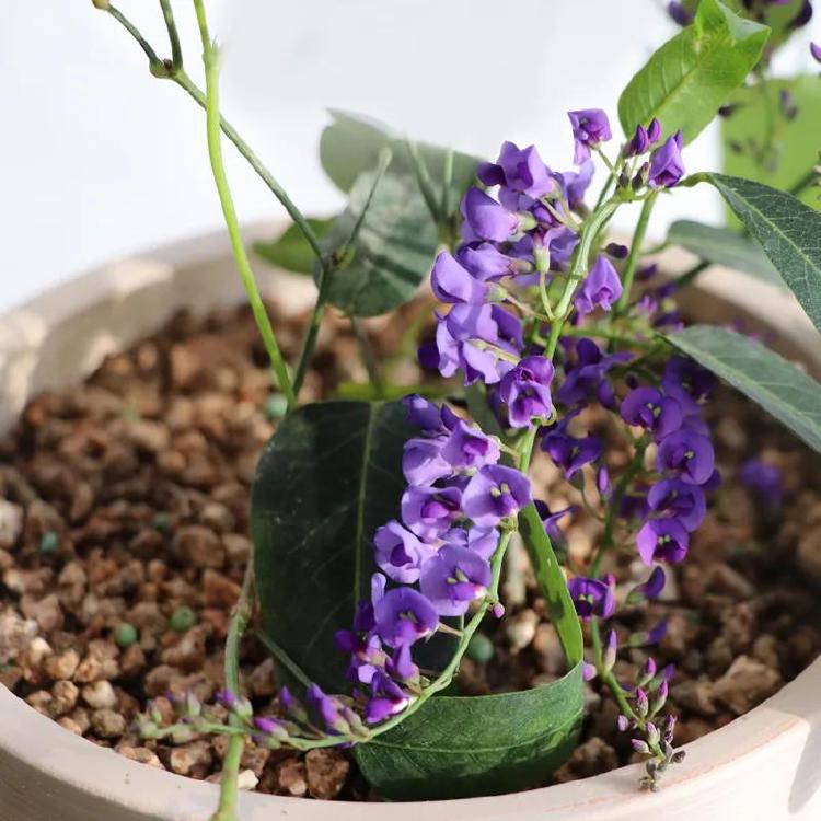 보라싸리 키우기, 겨울에 꽃피우는 비밀 공개!