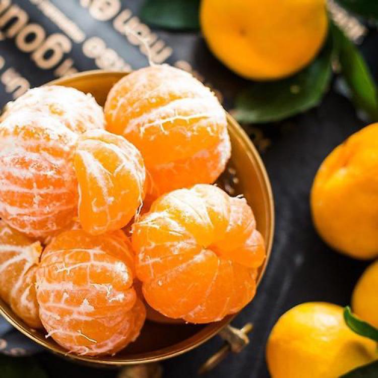 비가림귤 타이벡귤, 진짜 당도가 20도 넘는 게 이거였어?