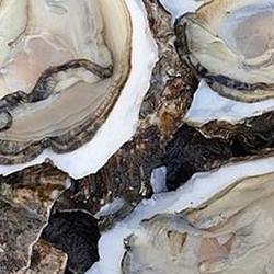 섬진강 벚굴 축제, 벚꽃 아래 이 맛집 몰라요?