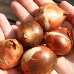 튤립구근 가르기 1개로 10개 키운 제 꿀팁 대공개