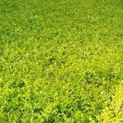 원동 미나리축제 위치, 2026년에 사라진 충격 진실