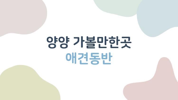 양양 가볼만한곳 애견동반