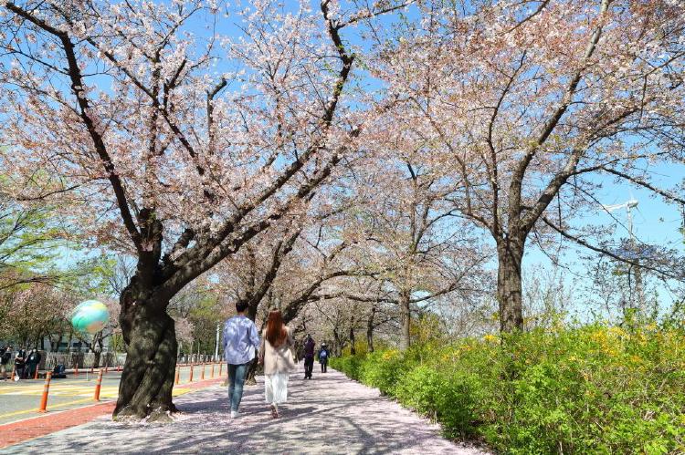 여의도 벚꽃축제 기간, 주차 지옥 피하는 꿀팁 공개